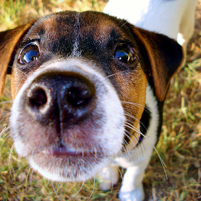 Equine Influenza – ‘flu’