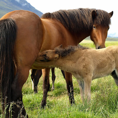 Failure of passive transfer