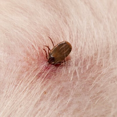 Babesiosis (piroplasmosis)