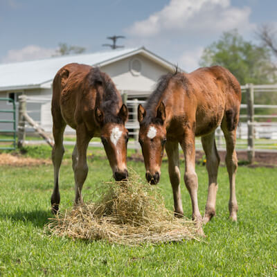 Feeding the young horse